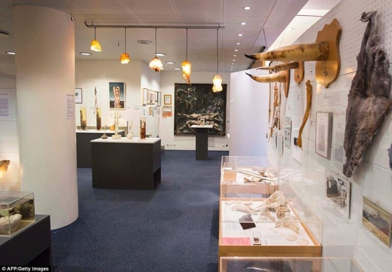 Icelandic Phallological Museum
