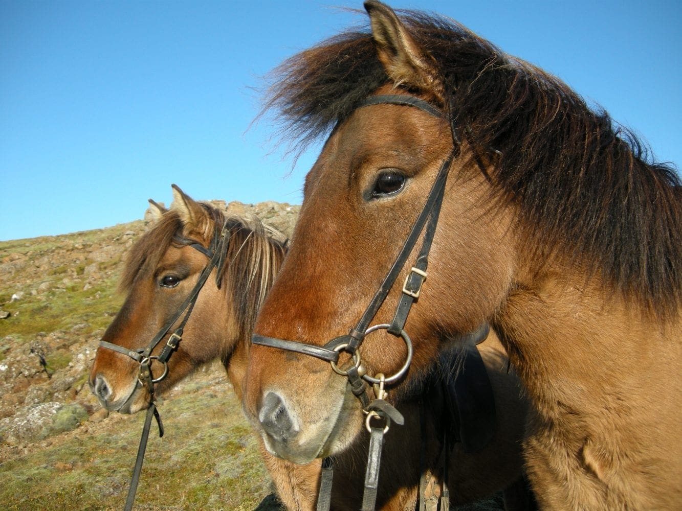 1 Hour Riding Tour