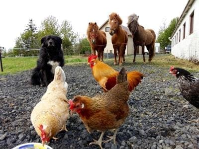 Cora´s House & Horses