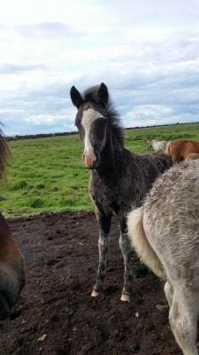 Lindartún Guesthouse