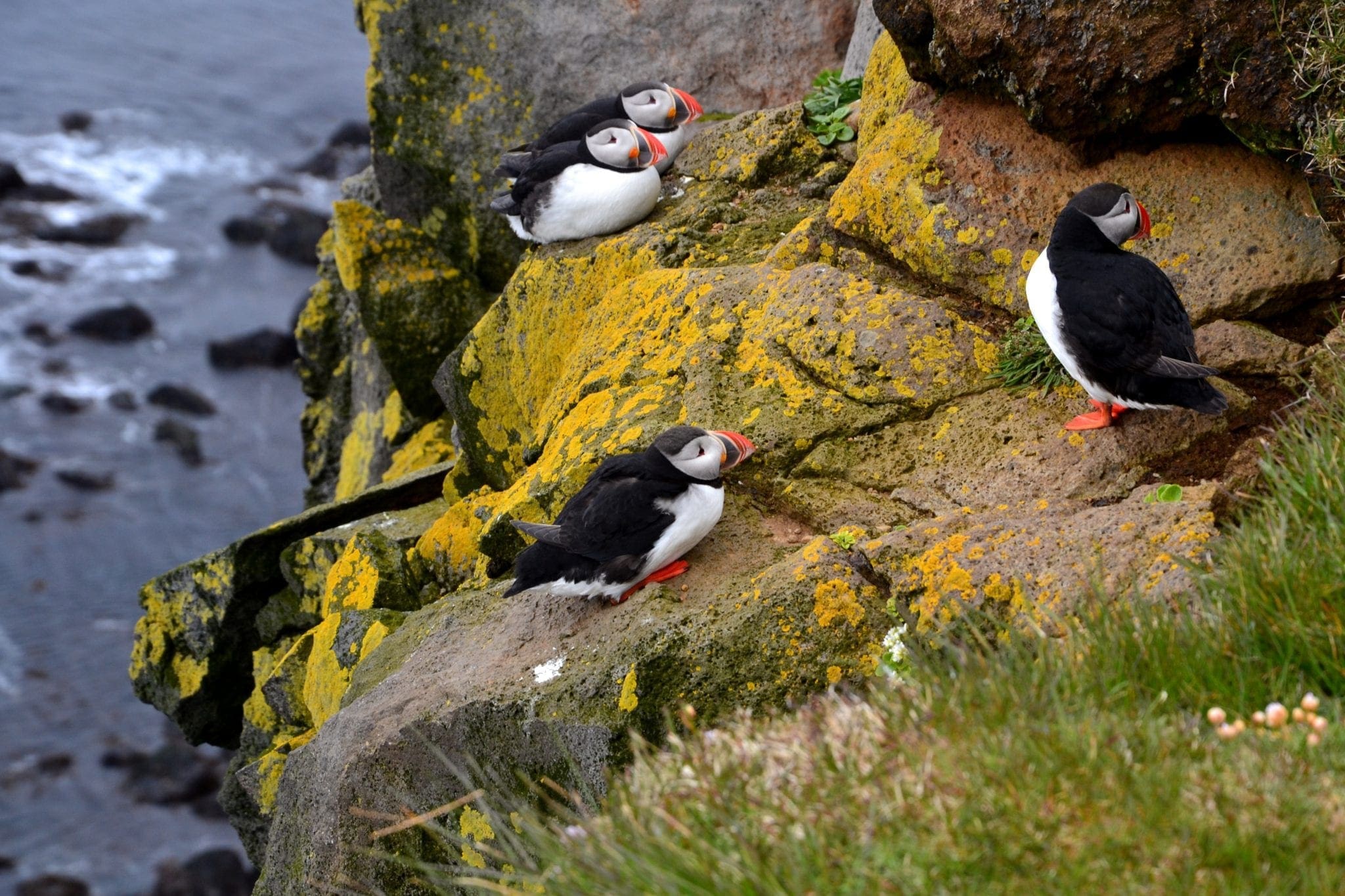 Puffins à Borgarfjörður Eystri