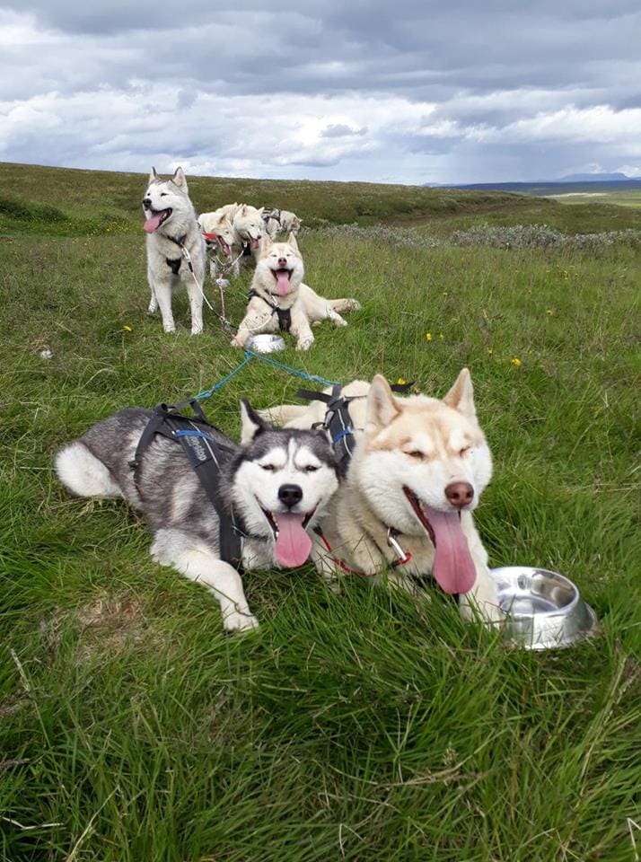 Siberian Husky Cart Ride | Reykjavik Attractions