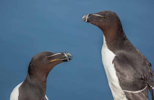 Sightseeing, birding and egg collecting