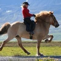 Horse Riding Tour and Explore Scenery in Gásir Akureyri
