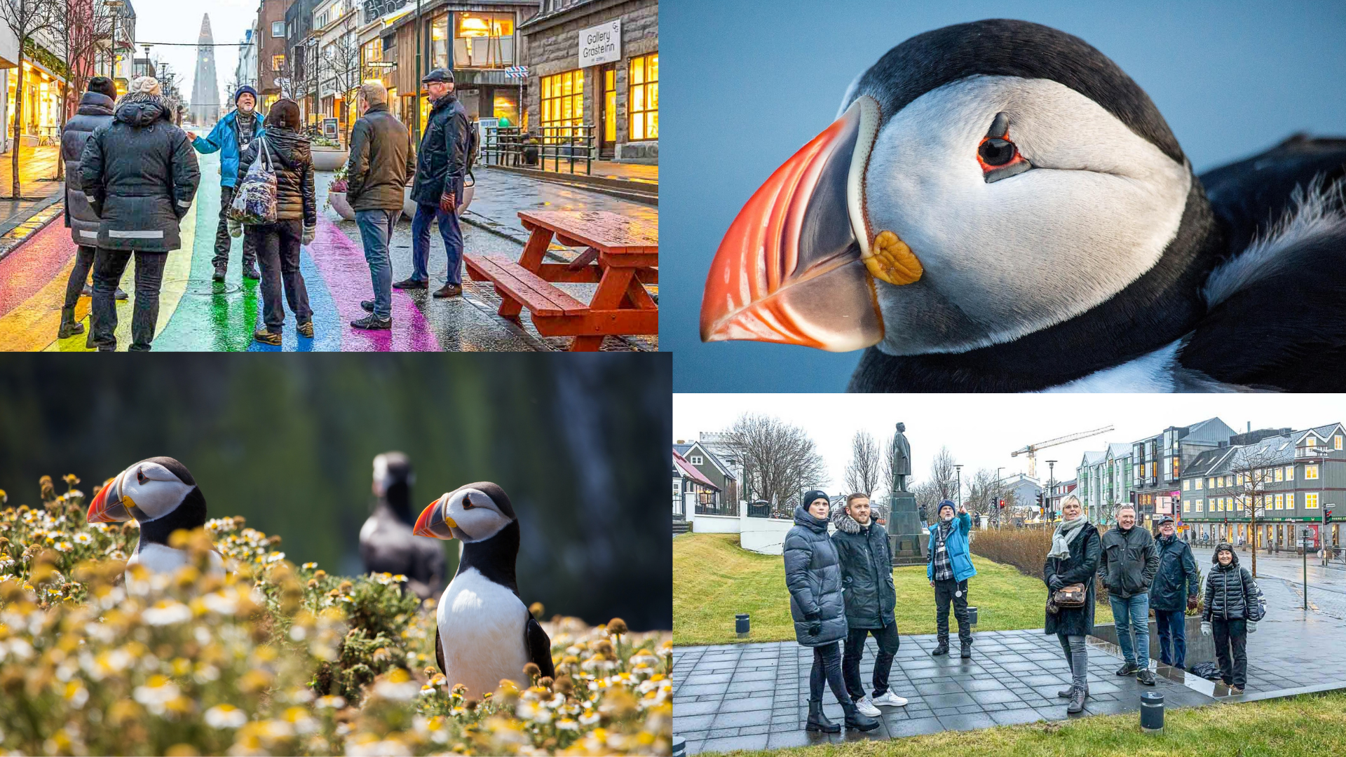 Puffins & People: A Reykjavik City & Boat Adventure