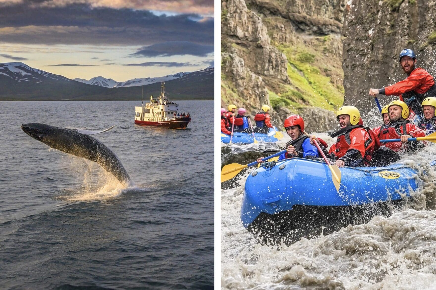 Whales & White Water Rafting