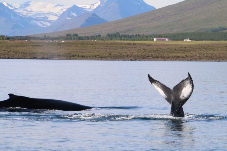 8 Day – Iceland Ring Road Tour – Adventure Package