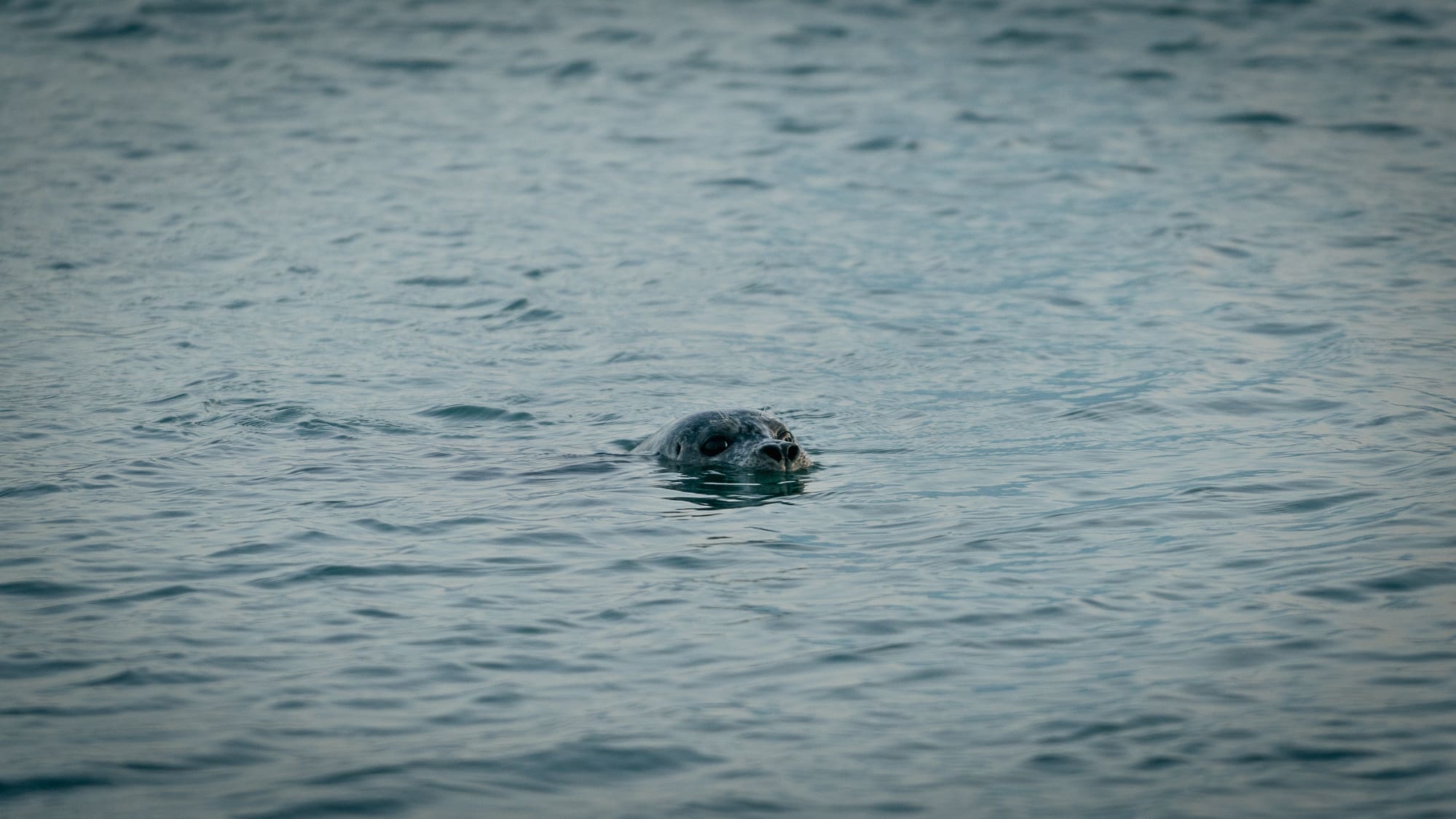 4 Day Winter Minibus Tour: Blue Ice Cave, South Coast, Golden Circle, Snaefellsnes & Northern Lights