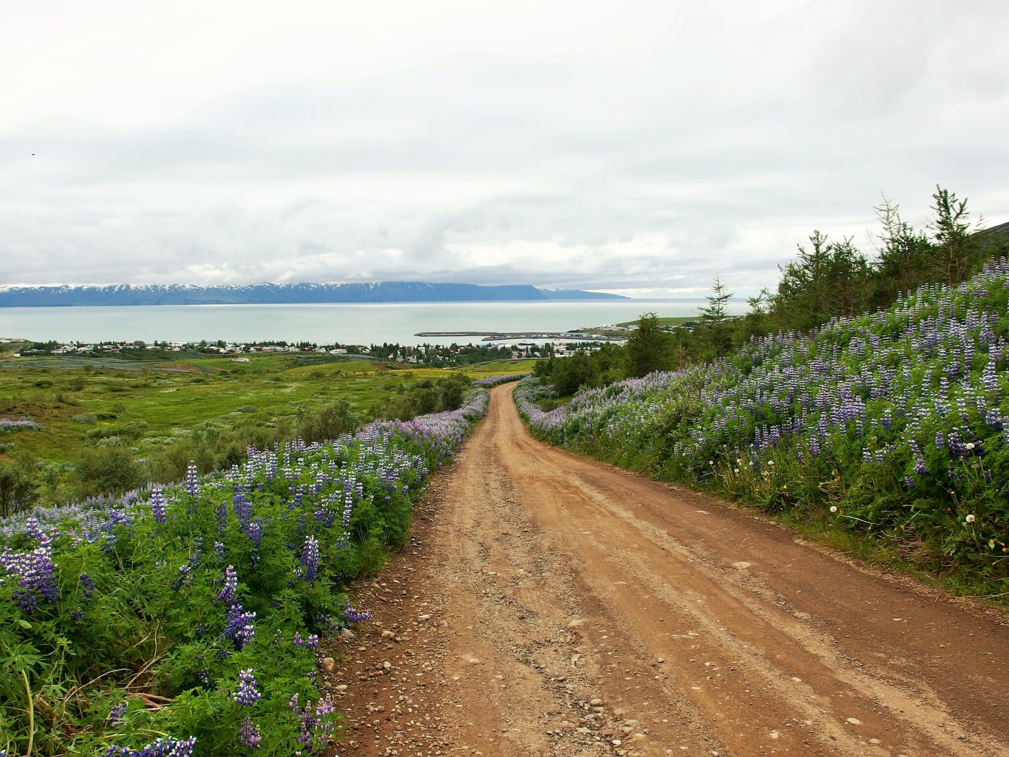 Húsavík walking tour – with hike to the Lake Botnsvatn