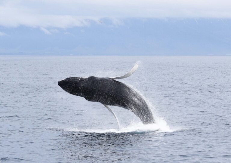 Whale Watching from Akureyri