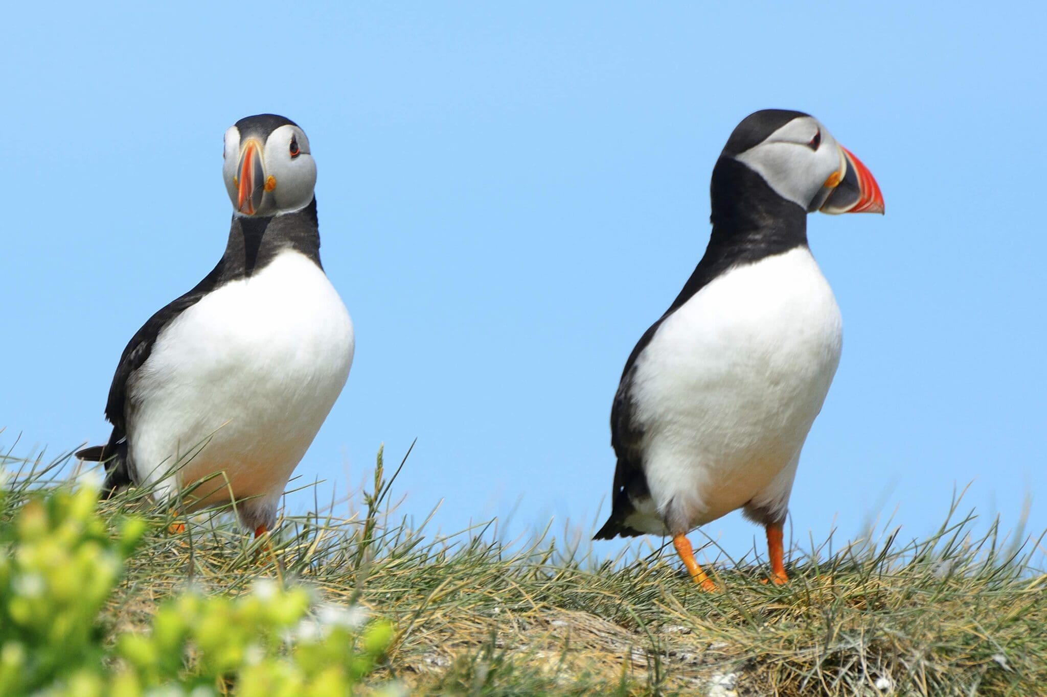 Puffin Express: 1-Hour Close Encounter with Adorable Birds