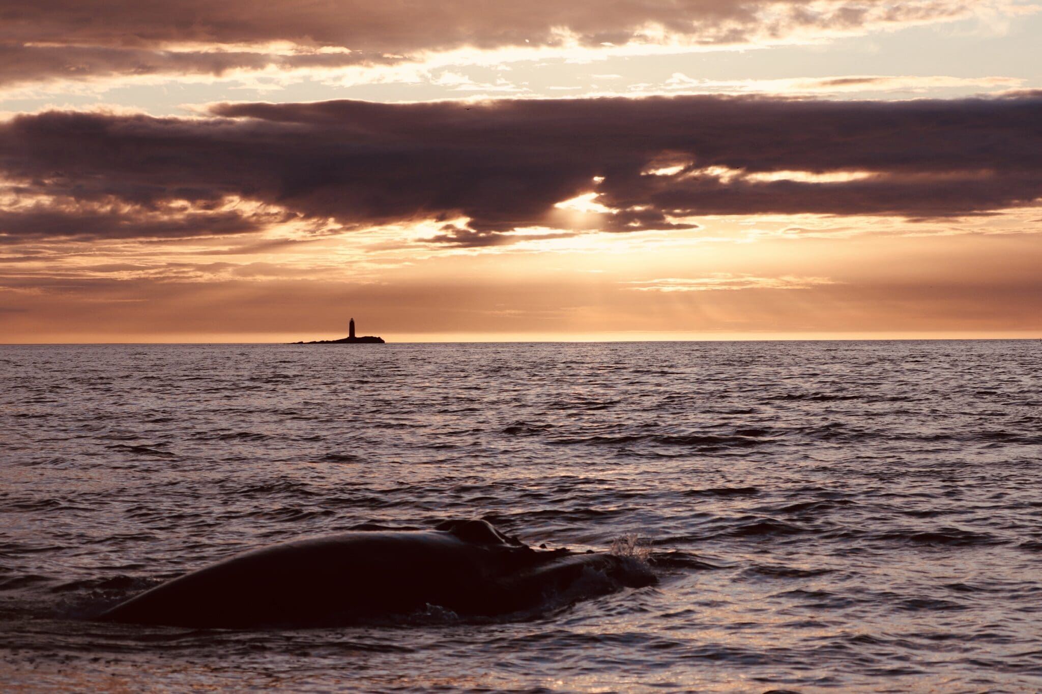 Midnight Sun Whale Watching