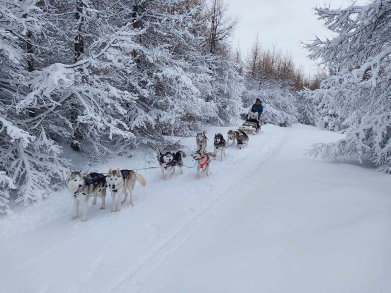 Trineo de perros en Akureyri