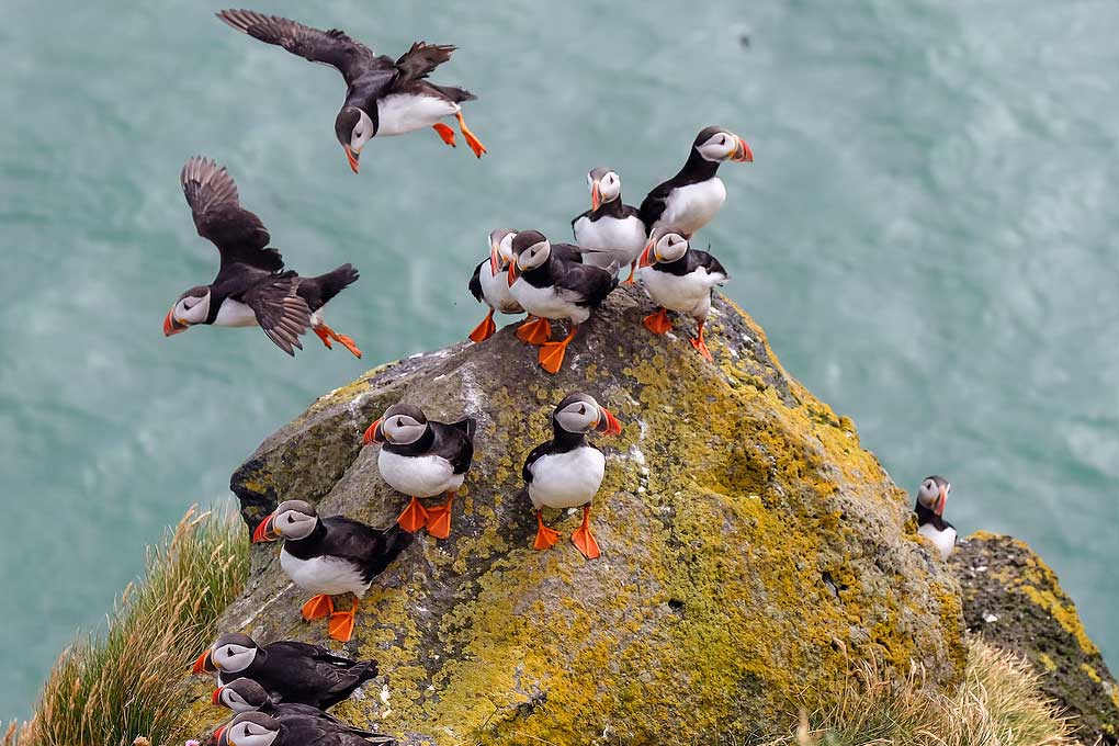 Glacier Hike & Puffin Tour