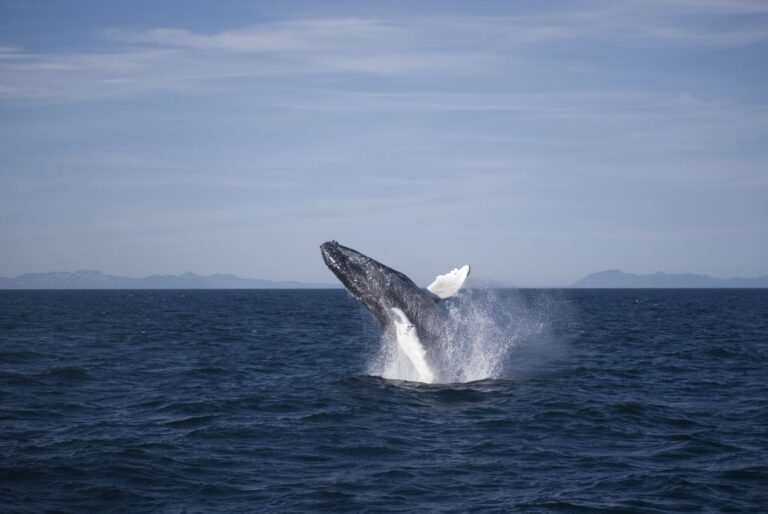 Rafting & Whale Watching
