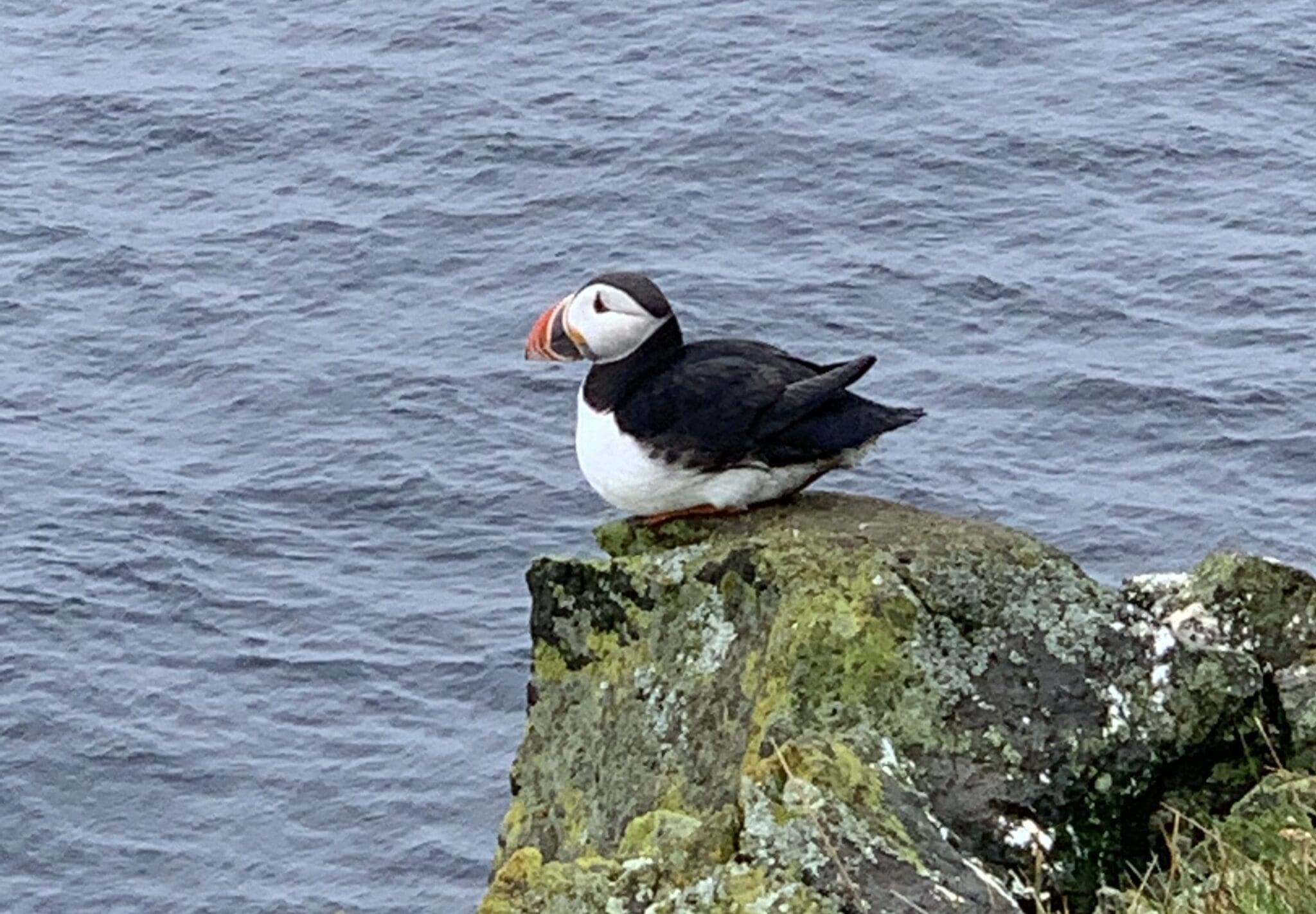 Westman Island and Seljalandsfoss