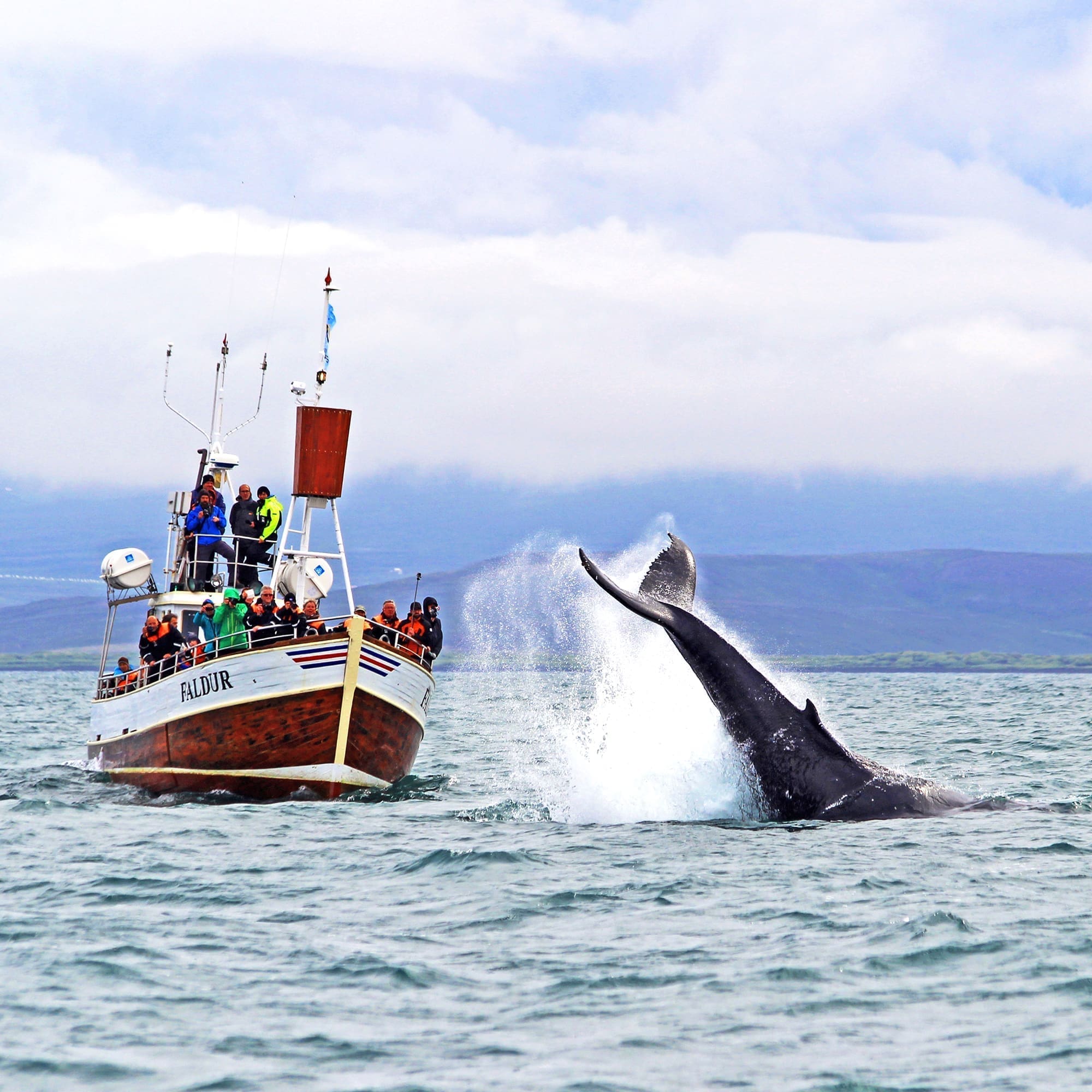 GG1 Whale Watching