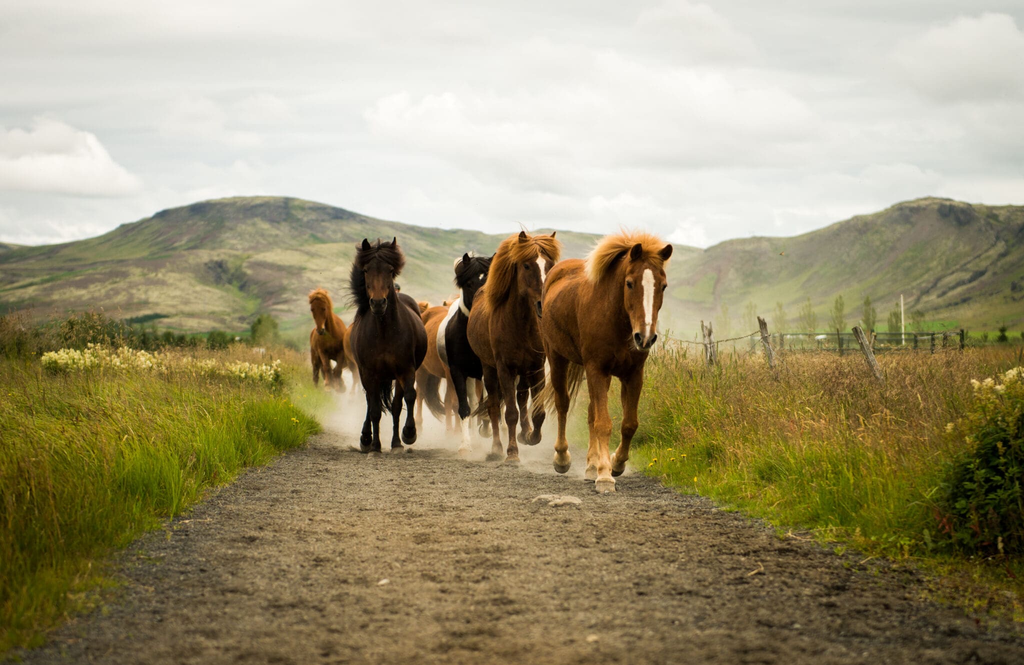 Horse Riding Tour in Reykjadalur (Hot Spring Valley)