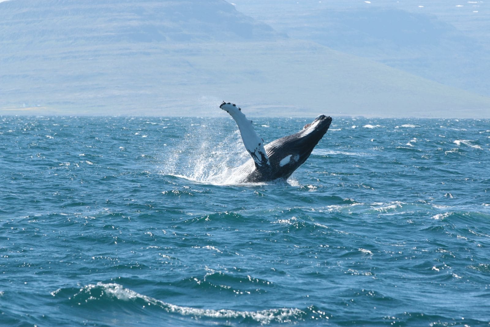 Whale Watching in Ísafjarðardjúp