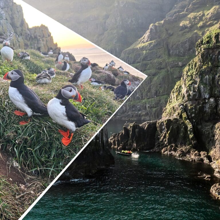 Puffin Quest