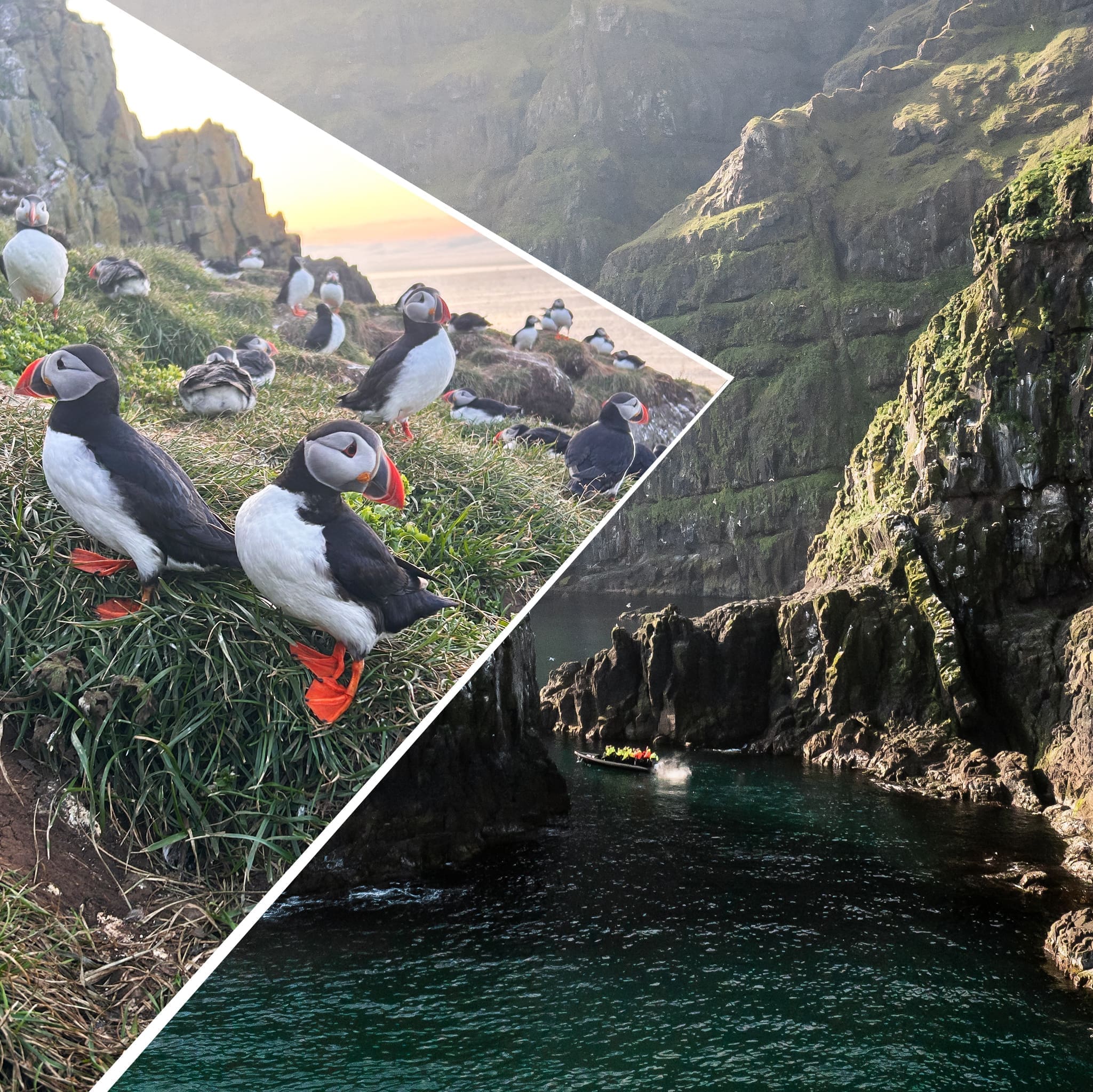Puffin Quest