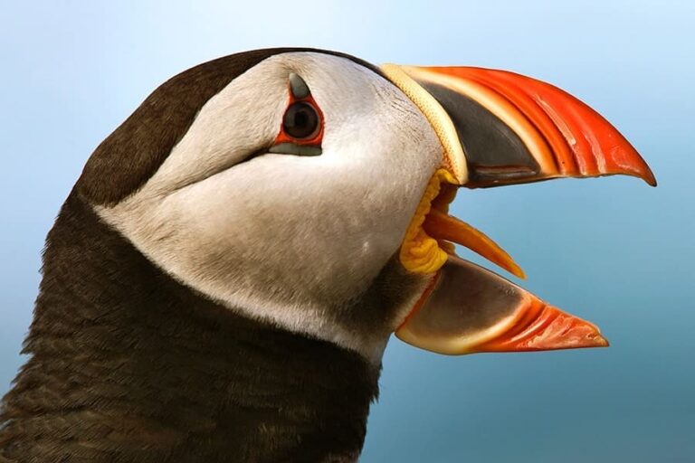 Żeglarstwo Puffins & Reykjavík Bay