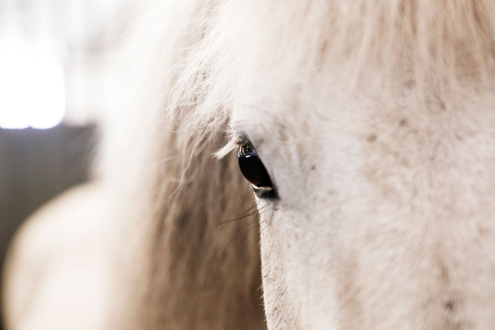 Farm visit to Hestaland