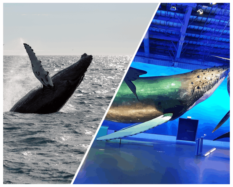 Whale Watching Excursion from Reykjavik & Whales of Iceland Exhibition: Explore the Sea’s Giants