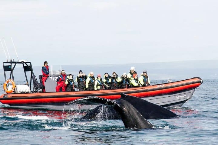 Big Whales & Puffins RIB boat tour