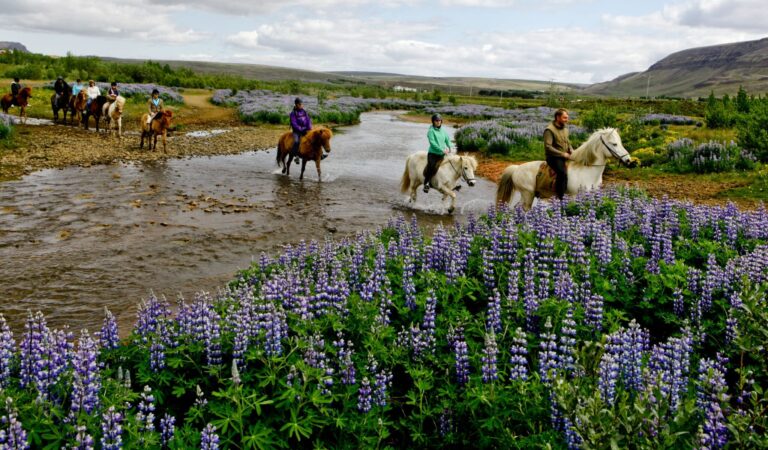 Horse Riding & Snorkeling