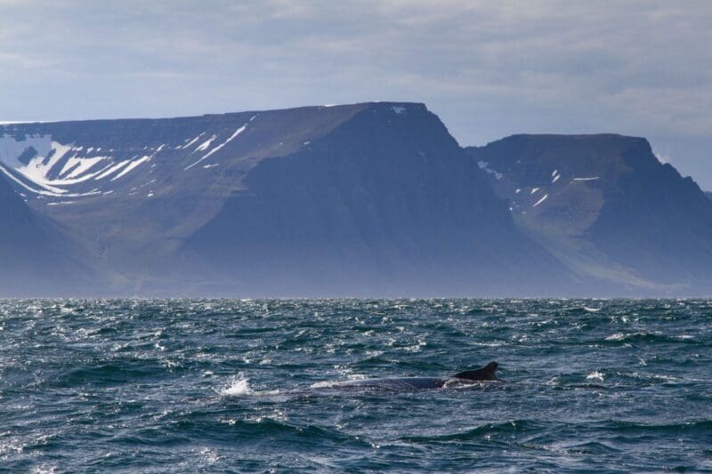 Hvalavakt á Íslandi: Heill leiðarvísir