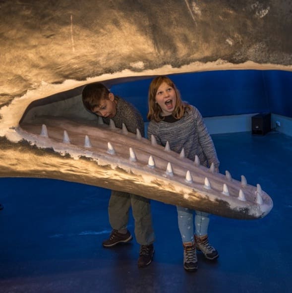 Whales of Iceland from Land and Sea