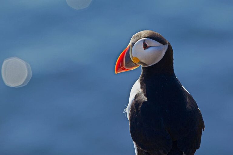 Golden Circle & Puffin Tour