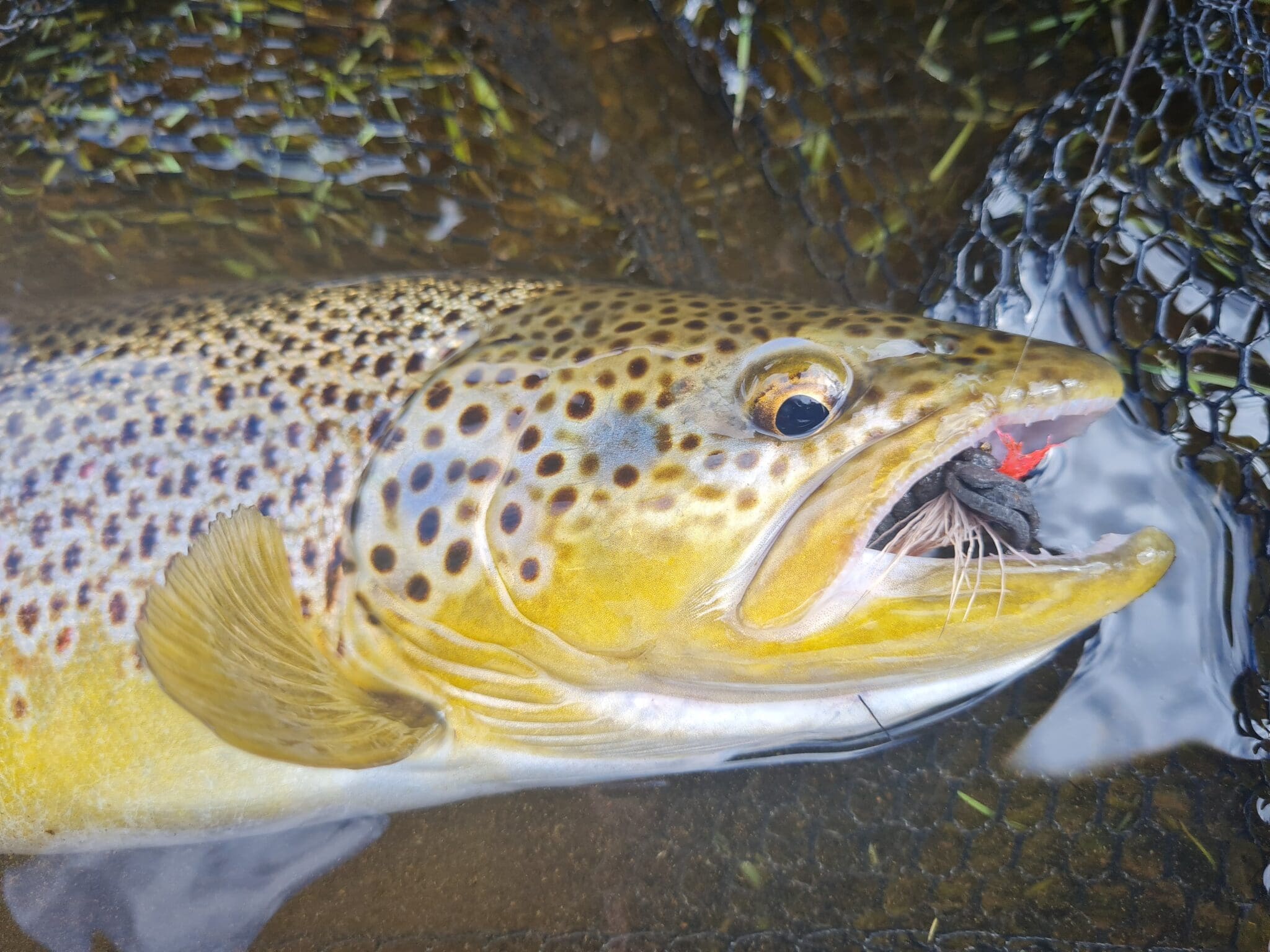 Fishing Day Tour From Akureyri, Husavik or Myvatn