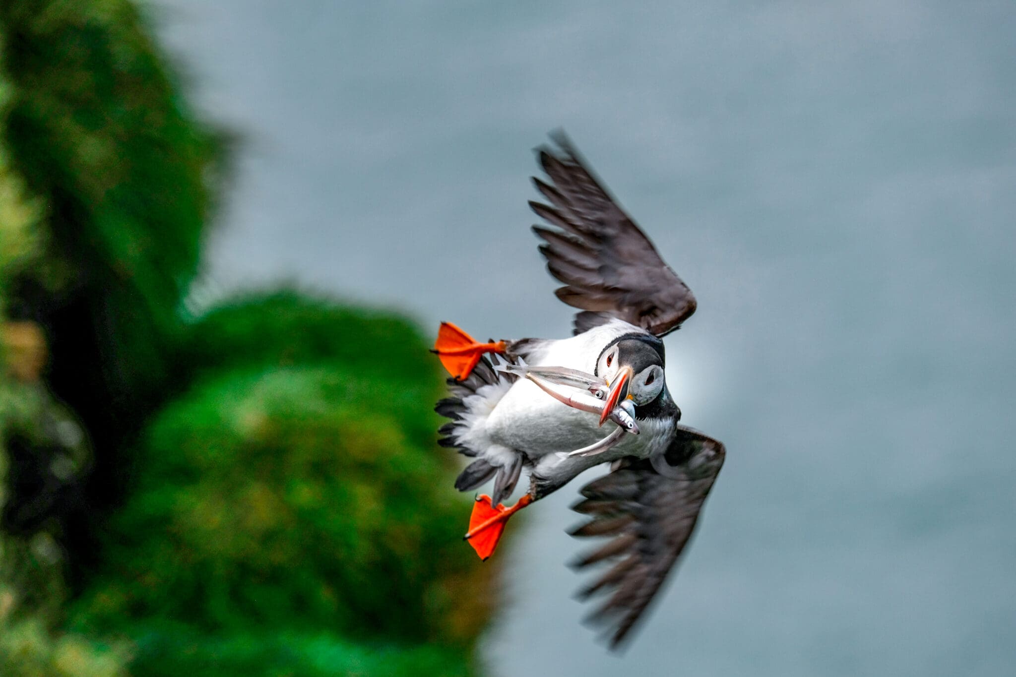 Ingólfshöfði Puffin Tour