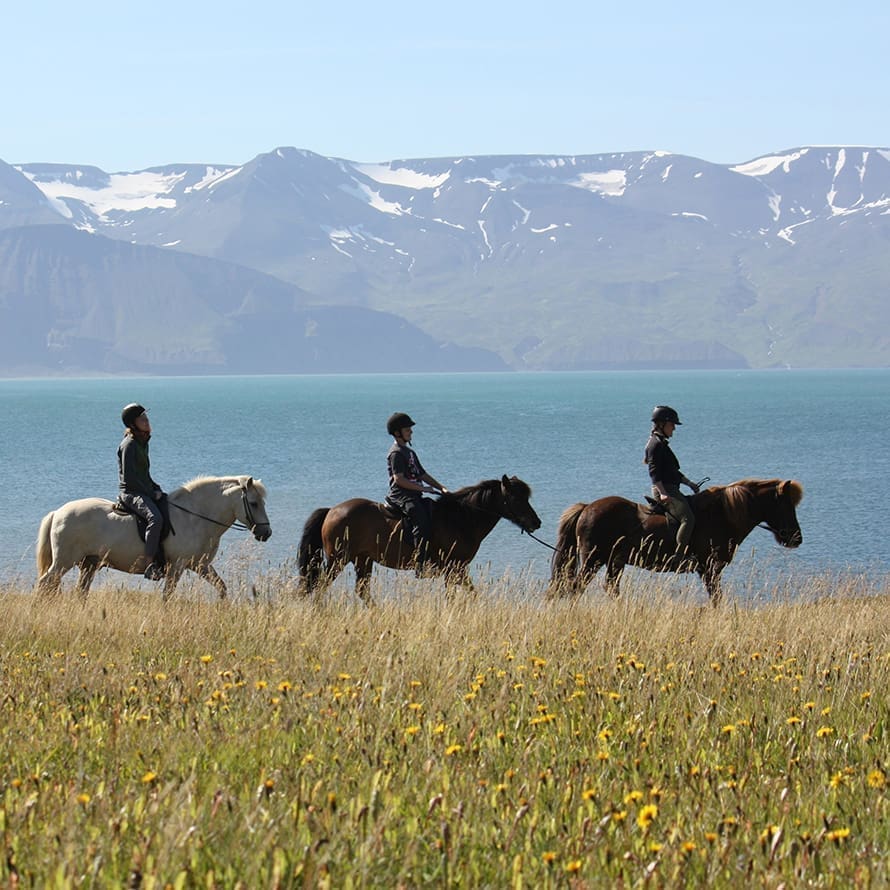 GG3 Whales & Horses