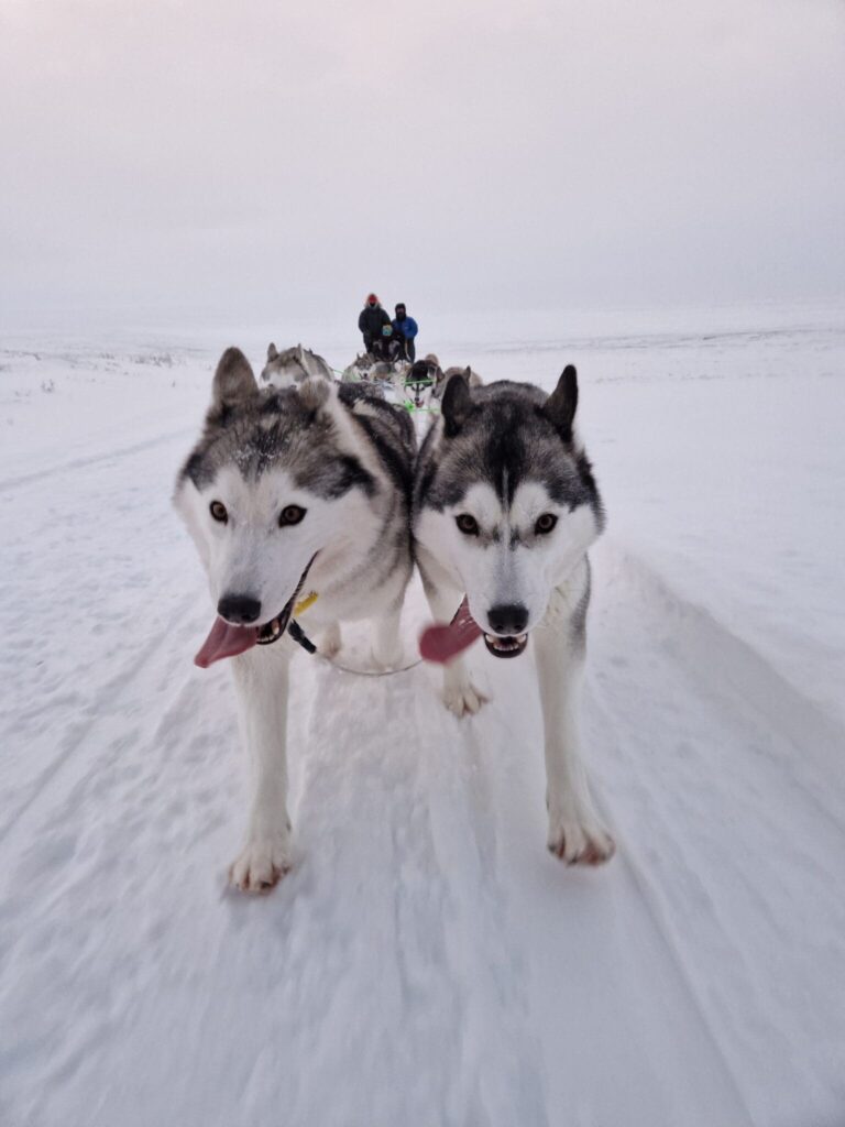 Trineo de perros husky siberianos