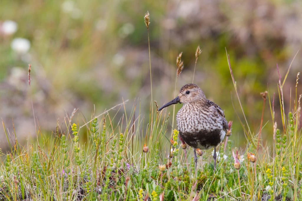 TN Highlights Birdwatching – 10 days