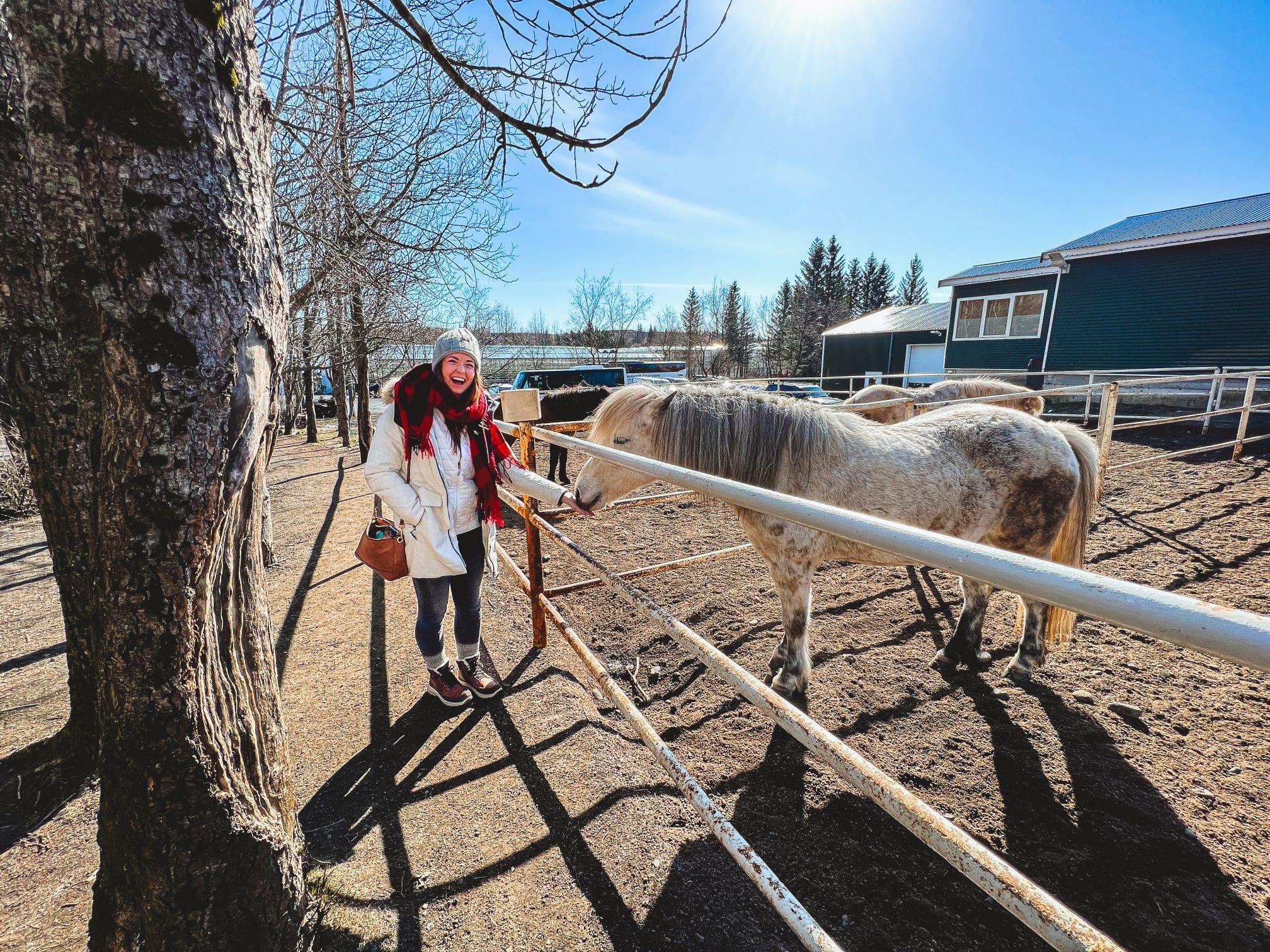 Golden Circle, Friðheimar & Sky Lagoon – with photos