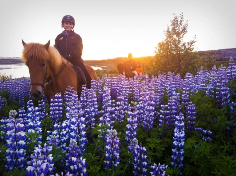 Wikingerpferde Sleipnir Abendtour