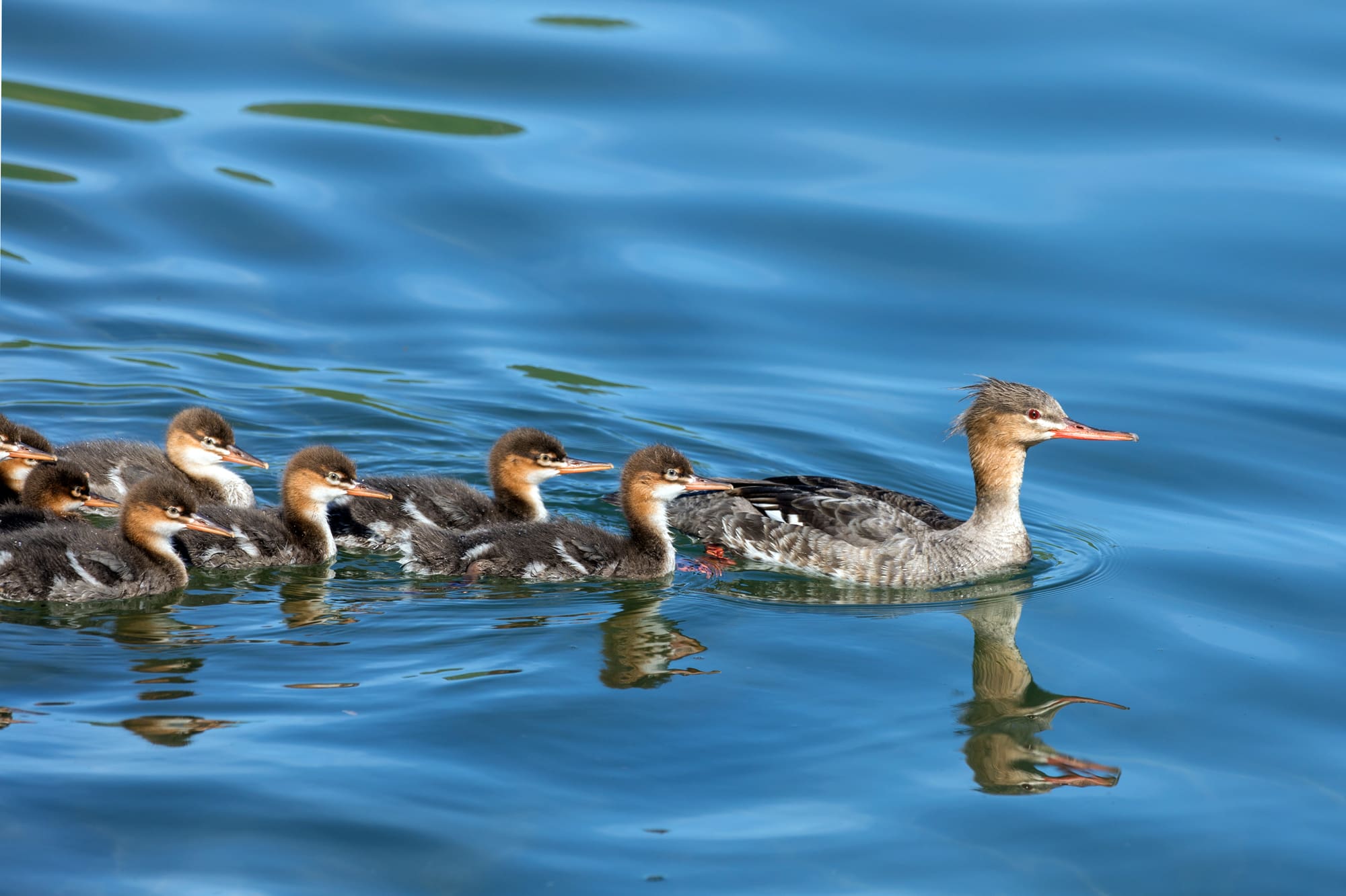 Birdwatching half day tour: Húsavík & surroundings