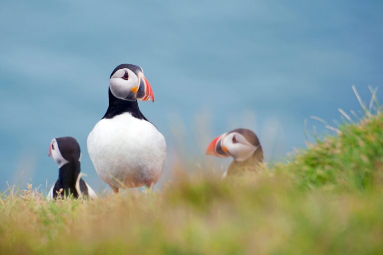Full Day Private Vestmannaeyjar Tour From Reykjavik