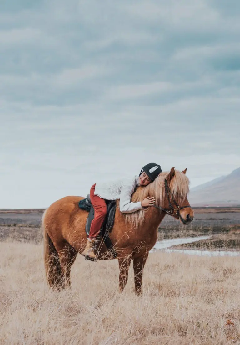 アイスランドの馬にデートをします