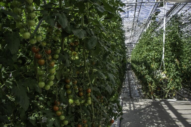 Private tour: Golden Circle and Farm Lunch in Minivan