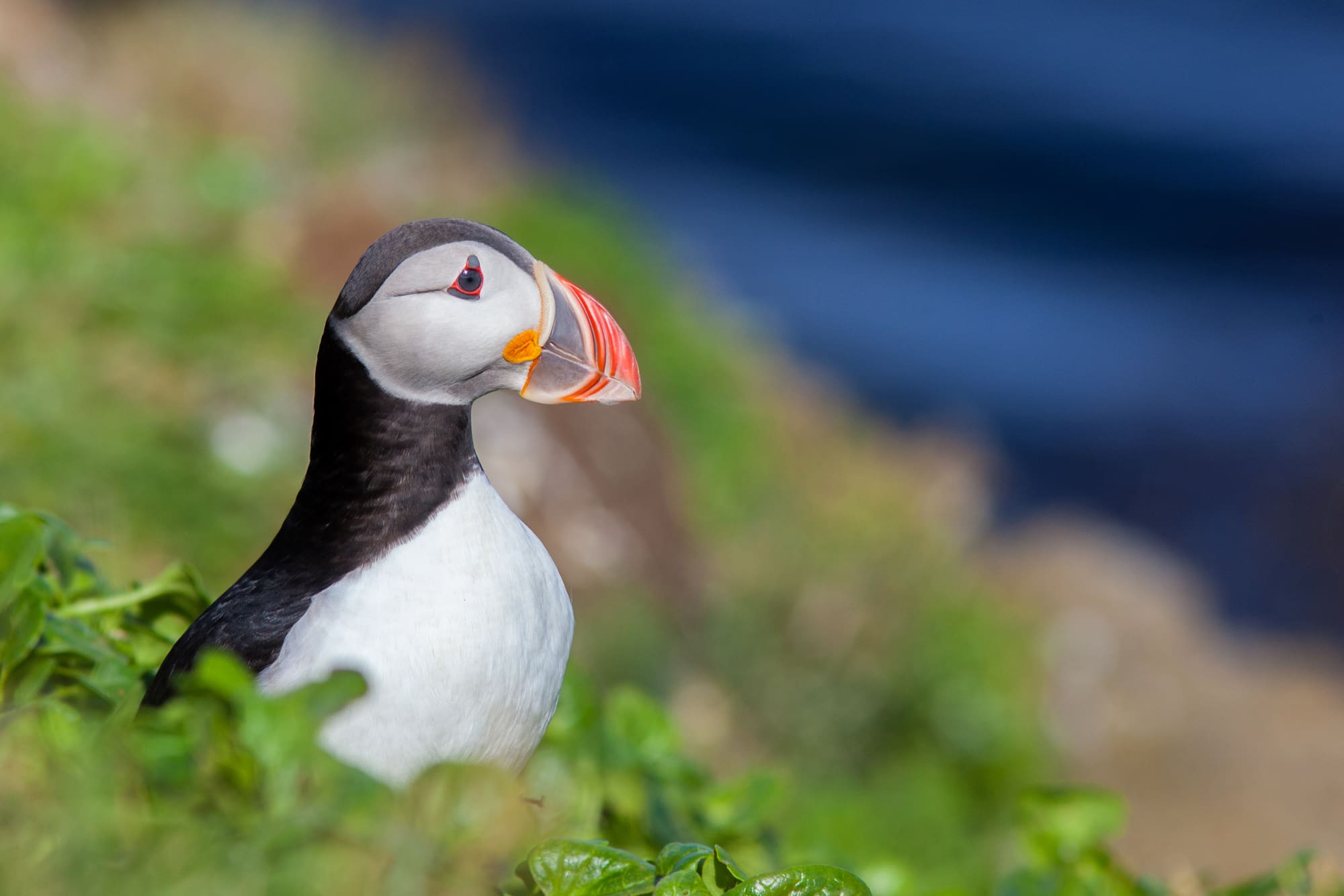 Birdwatching private tour: Tjörnes to Langanes
