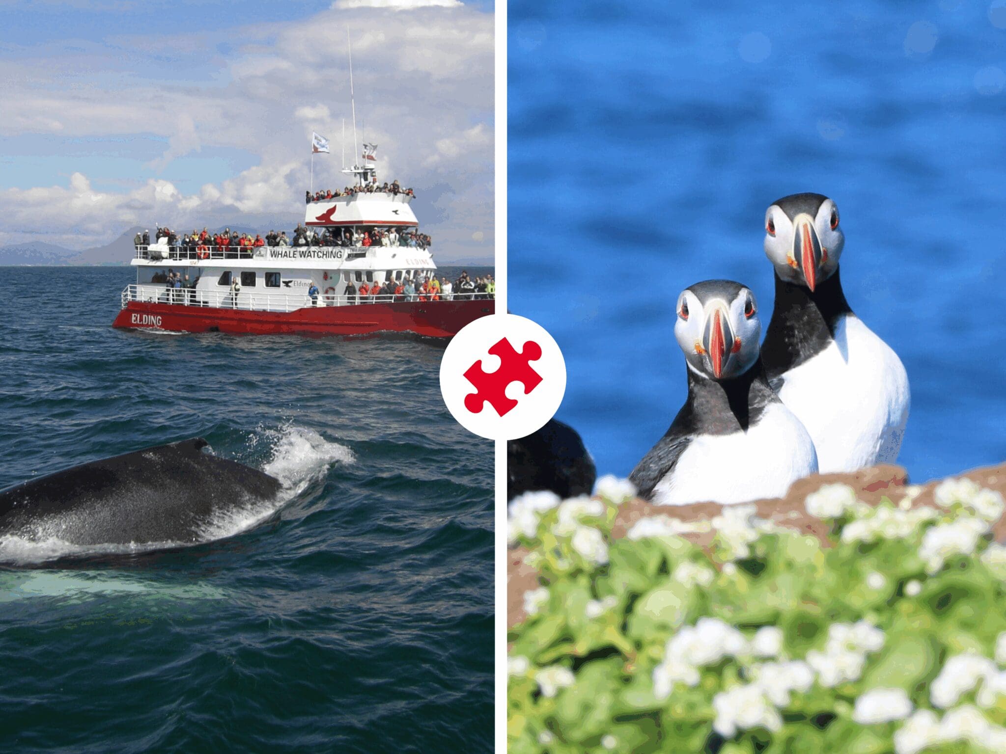 Reykjavík Whales & Puffins