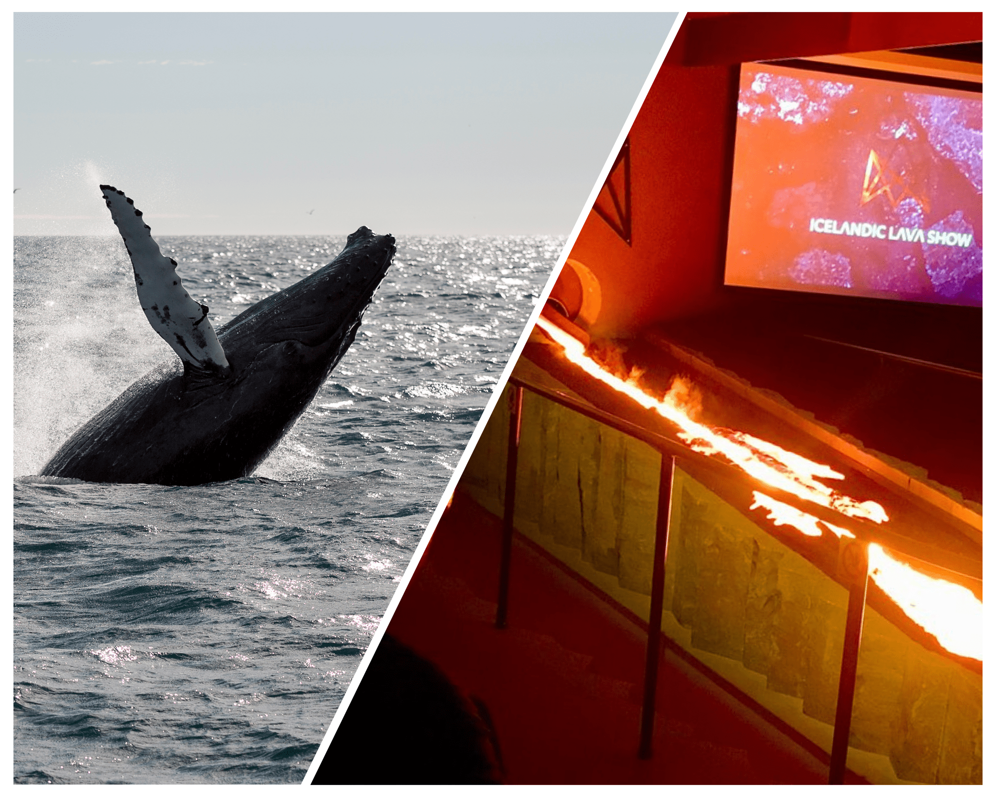Whale Watching & Lava Show Reykjavik: Nature’s Breathtaking Spectacle