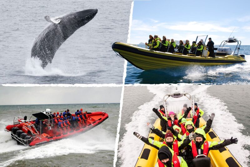 Walvissen spotten vanuit het centrum van Reykjavik met RIB Speedboat