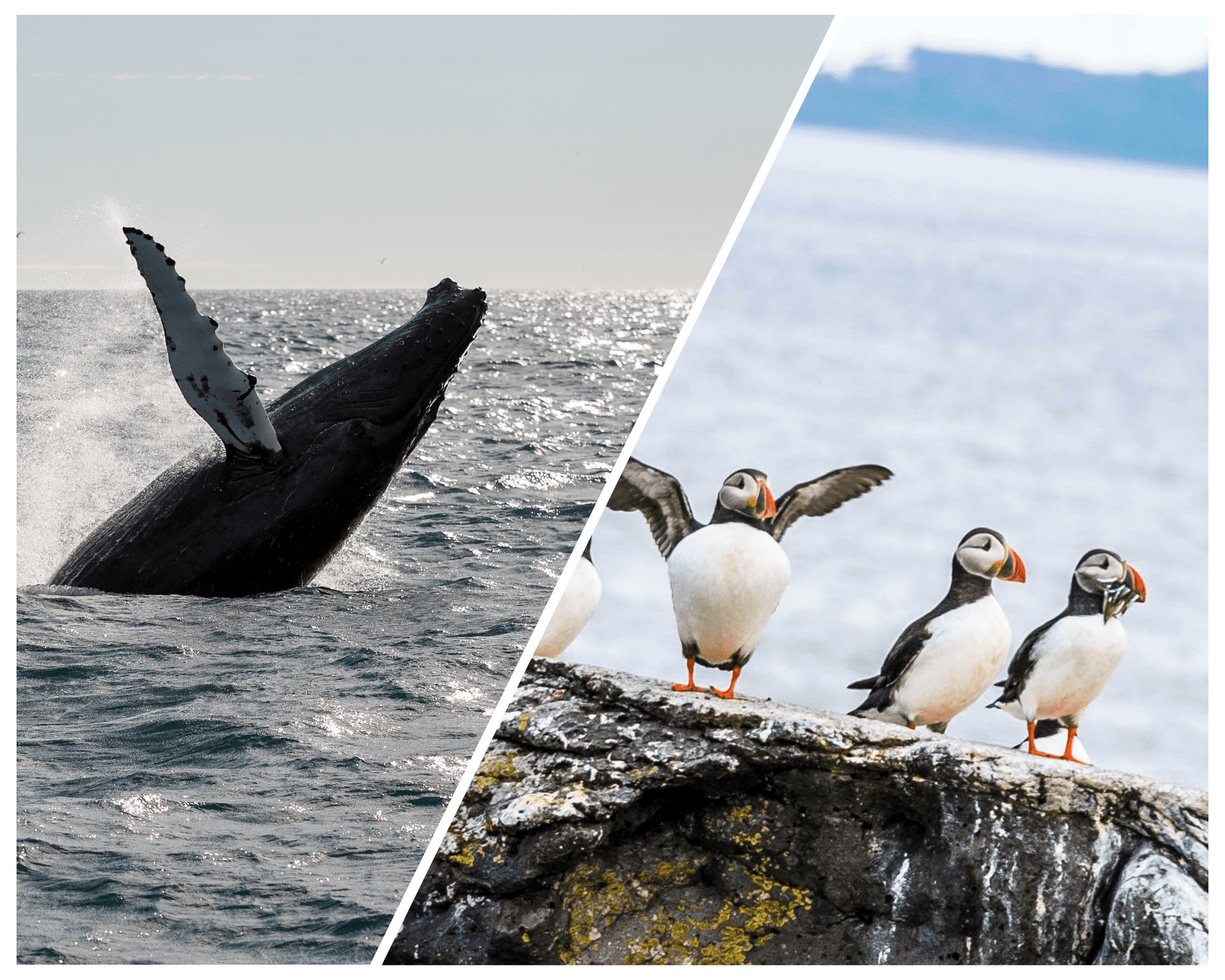 Whale Watching and Puffin Tour: Explore Iceland’s Wildlife from Old Harbour in Downtown Reykjavik