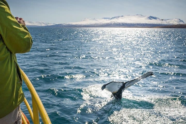 Whale Watching and Sea Angling Tour